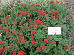 Verbena | Temari Patio | Red