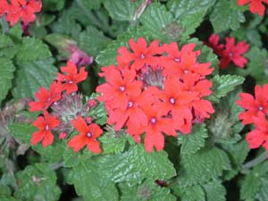 Verbena | Temari Patio | Red