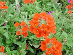 Verbena | Tukana | Scarlet