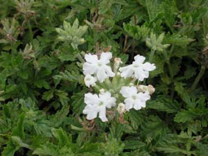 Verbena | Tukana | White