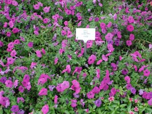 Petunia | Hurrah | Lavender Tie Dye