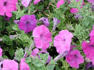 Petunia | Hurrah | Lavender Tie Dye