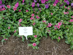 Vinca | Sunshower | Lilac