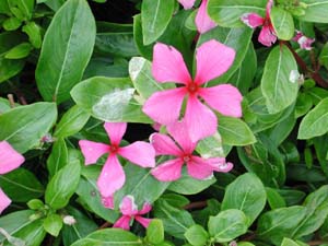 Vinca | Sunshower | Lilac