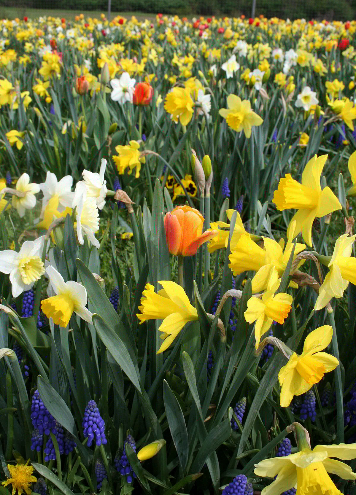 All Kinds Of Flowers Silk Flowers For Easter