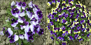 pansy (left) vs. viola