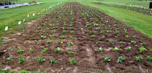 pansy trial 9/30/2008