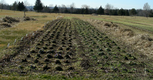 pansy trial 3/24/2009