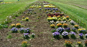 pansy trial 5/20/2009