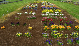 pansy trial 6/11/2009