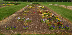 pansy trial 7/17/2009