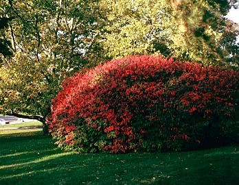 Burning Bush