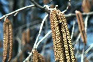 catkins