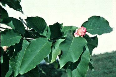 Cucumber Tree