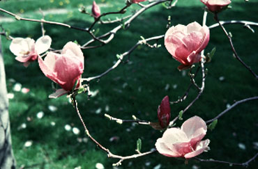 Saucer Magnolia