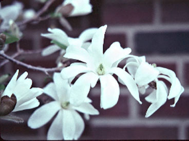 Star Magnolia