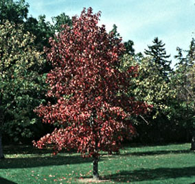 Sweet Gum