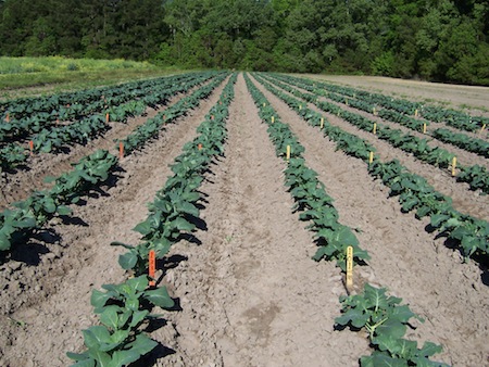 Charleston, SC 2011 broccoli trial