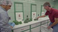 Bjorkman and Gomez setting up a broccoli tasting experiment that found local broccoli to be tastier.