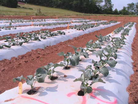 2011 Broccoli trial in North Carolina