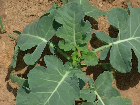 Healthy broccoli plant, 2 weeks after hail damage to transplant