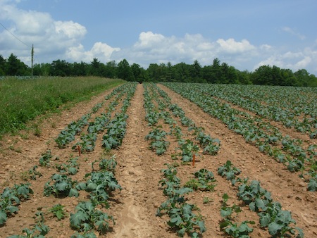 2011 Virginia broccoli trial