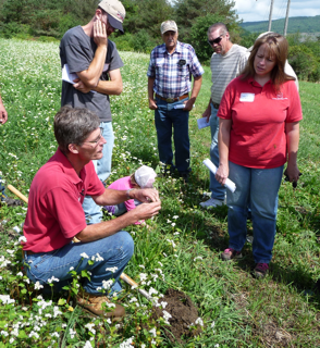 Bjorkman showing soil under buckwheat