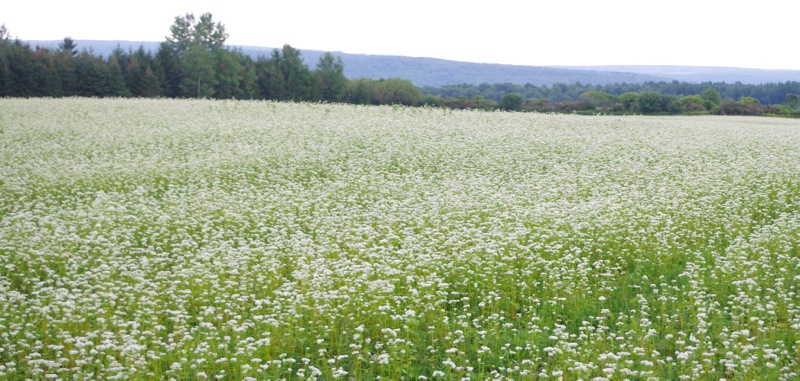 Hatfields buckwheat field