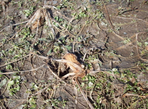 Tillage radish