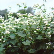 Buckwheat