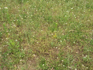 Fallow Ground