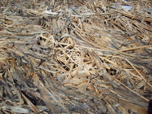 Oats