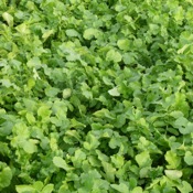 Forage radish