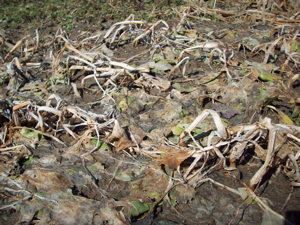 Rangi