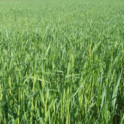 rye