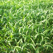 Sudangrass