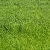White Clover