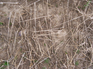 Tillage radish