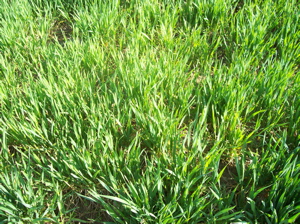 Wheat