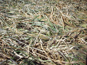Wheat