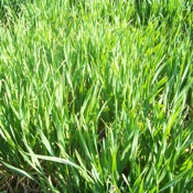 Wheat, Spelt and Triticale