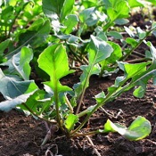 Arugula
