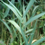 Reed canarygrass