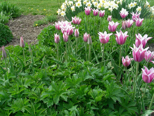 Ballade tulips with Mayflower geraniums