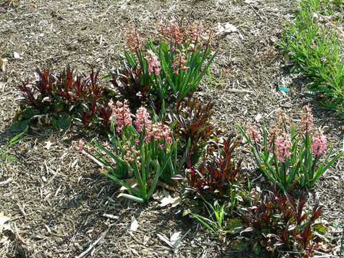Hyacinths with red penstamon foliage