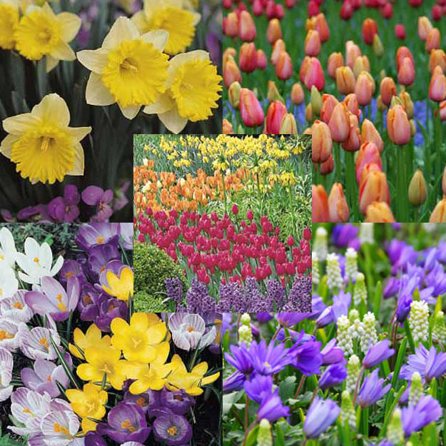 cornell bulb perennial combos cornell bulb perennial combos
