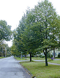 Tilia in Medina