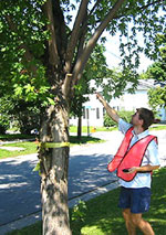 SWAT team member inspecting street tree.  Photo by David Swaciak.