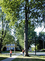 Street tree.  Photo by David Swaciak.