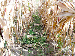 Rye and spelt interseeded in corn.